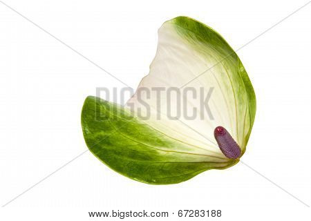 Green And White Spathe Of Anthurium Flower With Pink Spadix