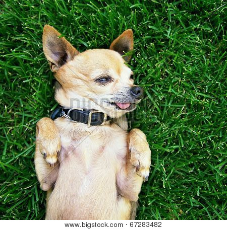  a cute chihuahua with his paws in the air on green grass