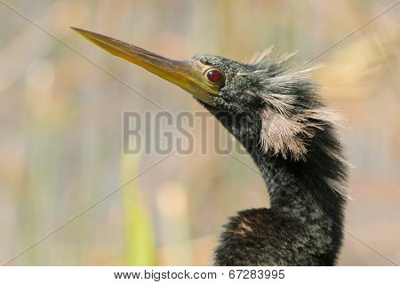 Male Anhinga Portrait