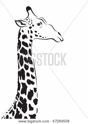 Vector Image Of An Giraffe Head