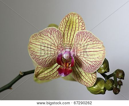 Orchidea