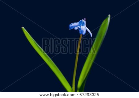 Bluebell