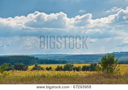 Field, Forest And Clouds