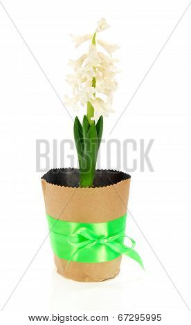 Pot with a hyacinth, decorated bow
