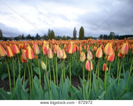 Orange tulipfields