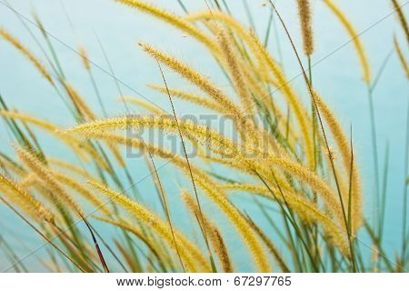 White Reeds Field
