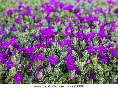 background small purple flowers