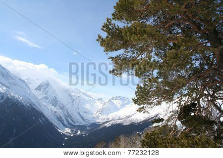 Tree On A Mountain Slope