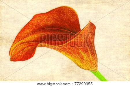 calla