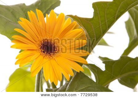 Letní čas květin - Gerbera