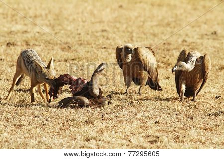 Masai Mara Jackal