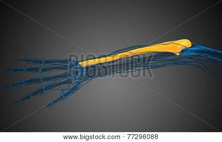 3D Render Medical Illustration Of The Ulna Bone