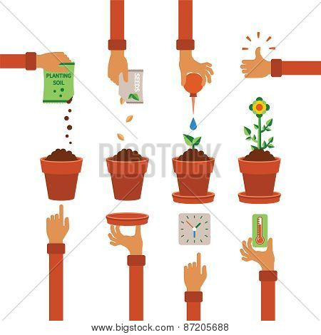Vector Timeline Infographic Concept Of Planting Process