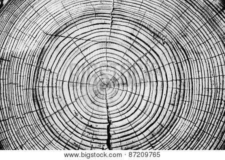 Tree Rings Saw Cut Tree Trunk Background.