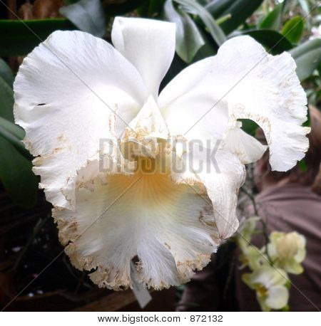 Orchidea bianca