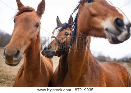 Portrait Of Horses