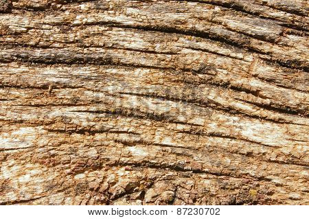 Wood Texture