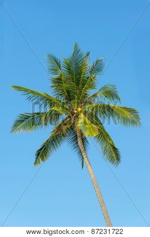 Green Palm Tree In The Blue Sky