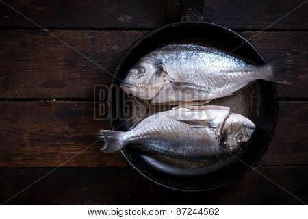 Gilthead Fish