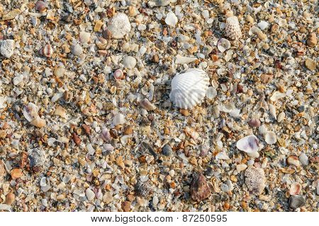Seashells Background