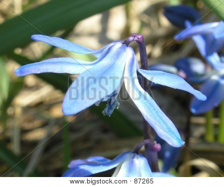 Bleu fleur sauvage
