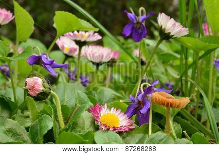 Spring Flowers And Small Esculentus Mushroom