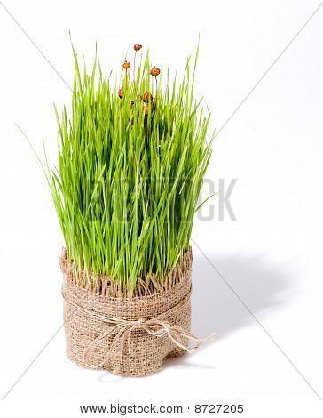 밀