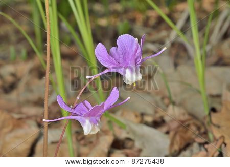 Flowers Of Barrebwort
