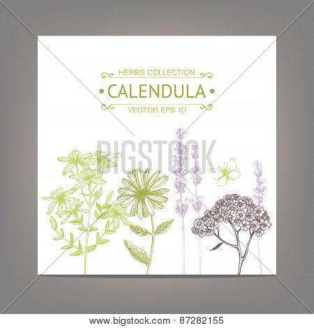 Vintage illustration with herbal flowers illustration.