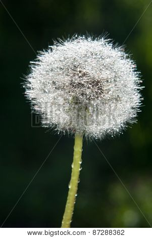 Dandelion