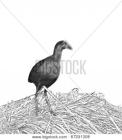 Line art, or pen and ink style rendition of a New Zealand Pukeko, a native bird in the wild