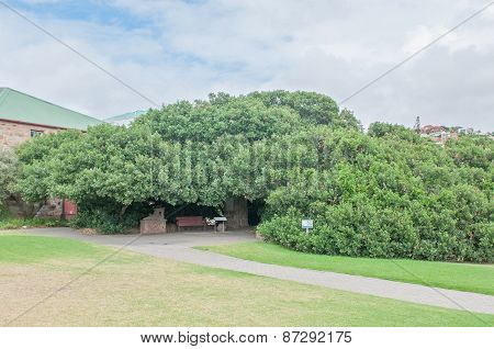 Post Office Tree In Mosselbay