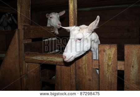 Two Saanen White Goat In Barn