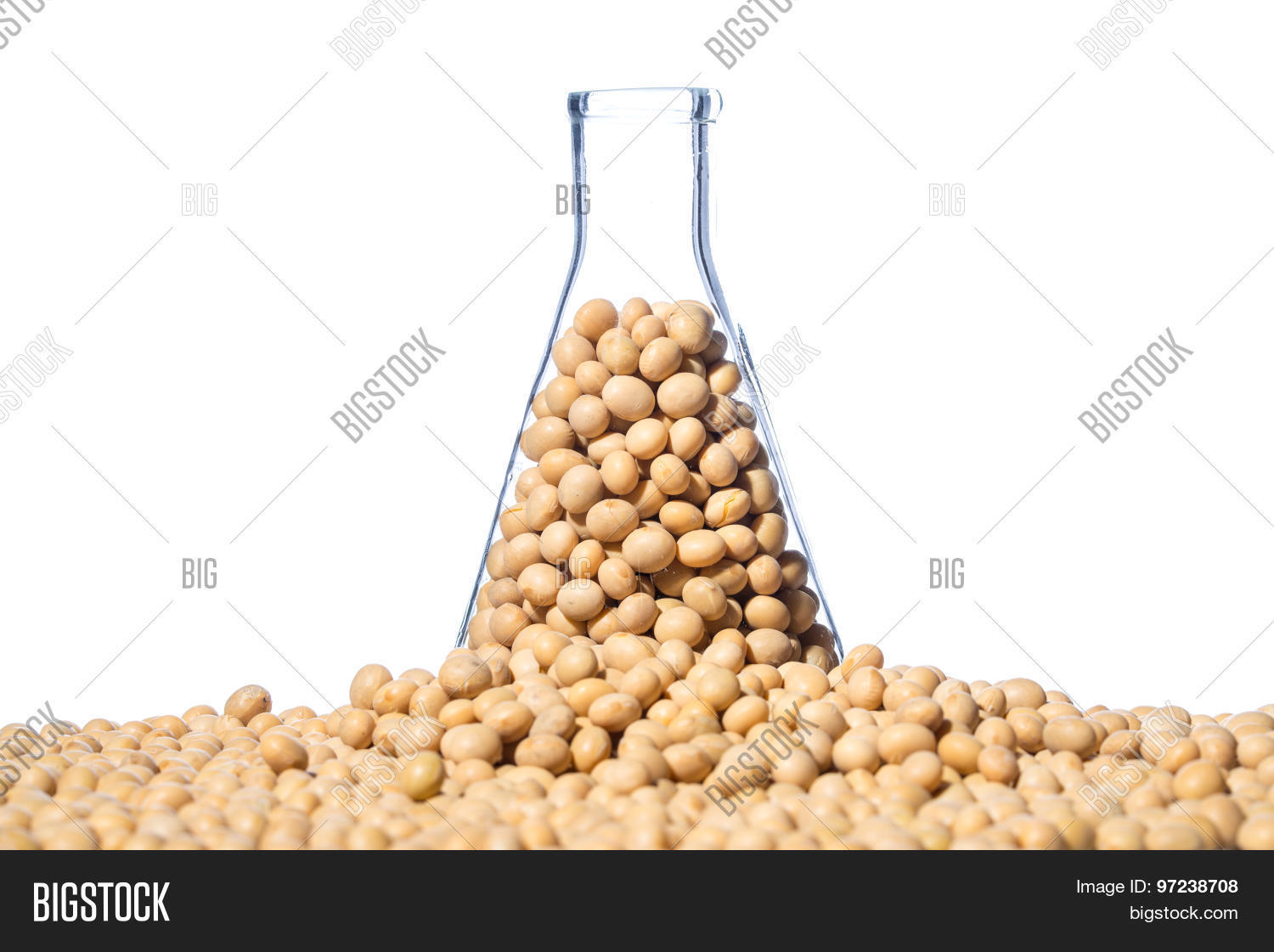 трансгенная соя. гм соя. генетически модифицированная соя. гмо соя. производители семян.