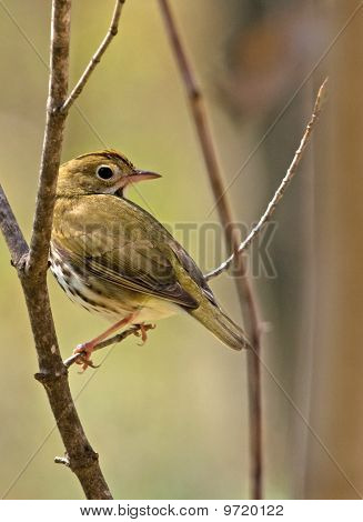 Aves passeriformes na floresta
