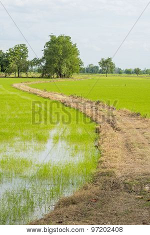 Long road to field rice ,Thailand.