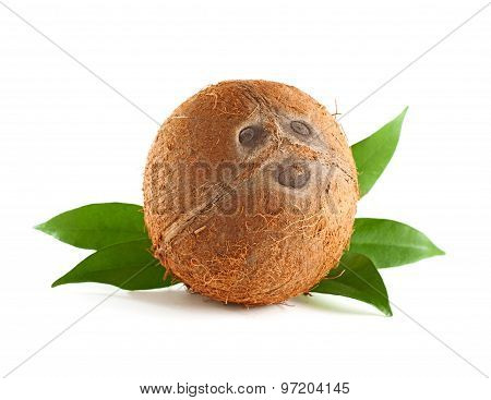 Whole Coconut