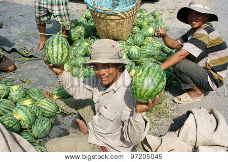 Asian Farmer, Agriculture Field, Vietnamese, Watermelon