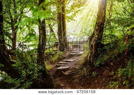 path and steps in the beautiful magic forest