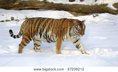Ussuri tiger
