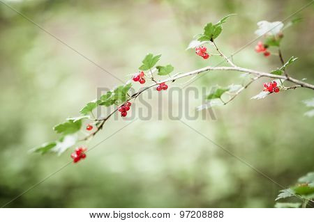 Ribes alpinum berries and blurry background