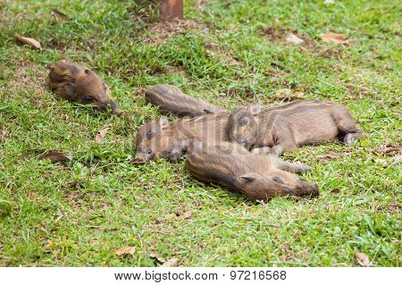 Baby wild boars sleeping on grass