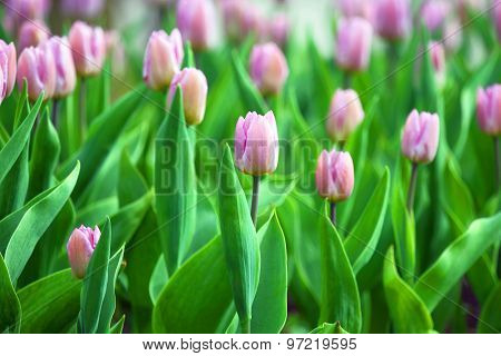 Red tulips. Natural background.