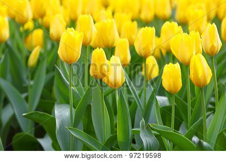 Yellow tulips close up background