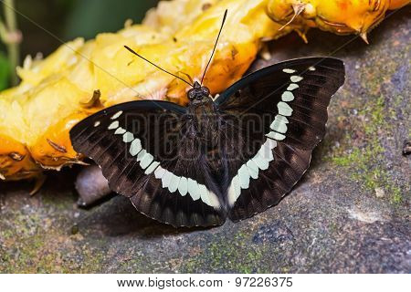 Banded Marquis Butterfly