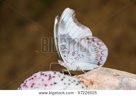 Redspot Duke Butterfly