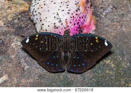 Blue-spot Archduke Butterfly