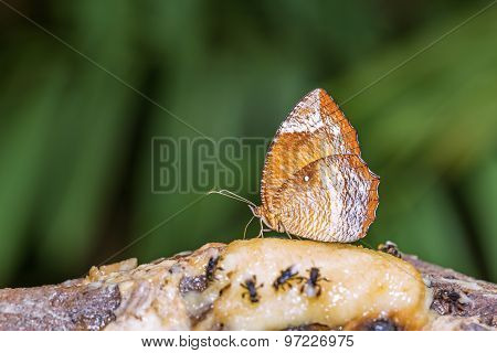 Common Palmfly Butterfly