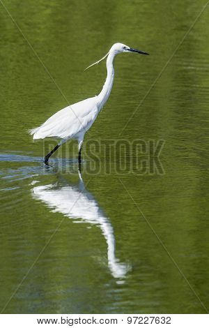 Little Egret In Pottuvil, Sri Lanka
