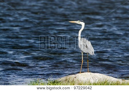 Grey Heron In Pottuvil, Sri Lanka